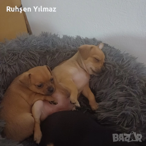 продавам 4 броя Пинчери 3 женски 1мъжко . На 40 дена са чакат новите си стопани 