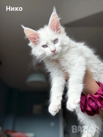 Мейн кун котенца / Мейн куун котенца / Maine coon kittens