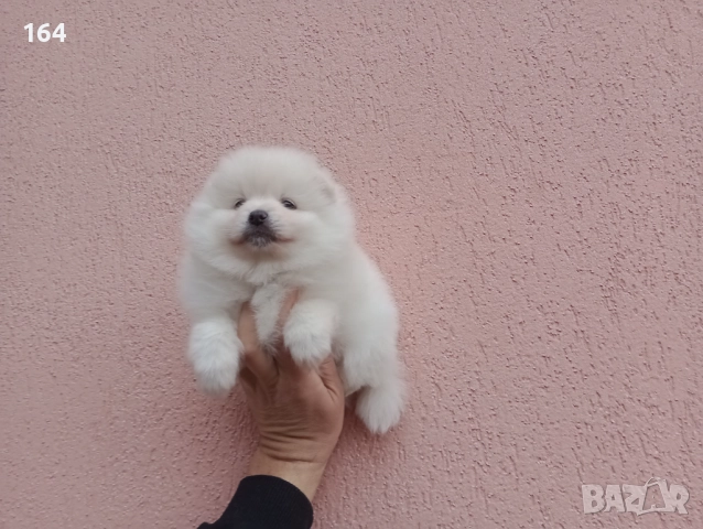 Бял мъжки Померан.  Реални снимки от 05.01.26 г. 