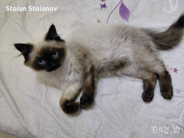 мъжко котенце Регдол на 4 месеца, снимка 6 - Други - 52867440