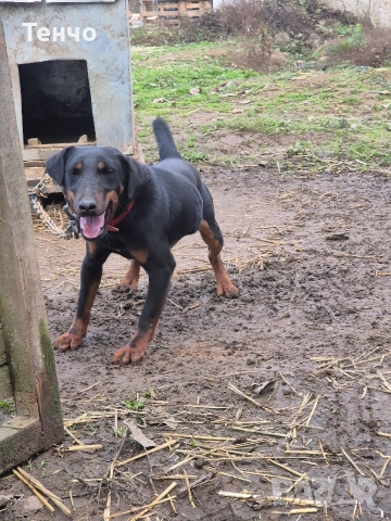 Женски ягдтериер, снимка 3 - Ягдтериер - 54274025