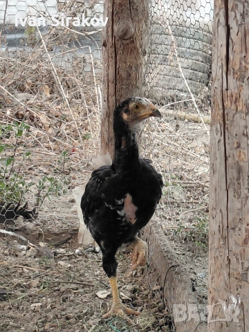 продавам две петлета порода Hint Horozu, снимка 4 - други­ - 54064313