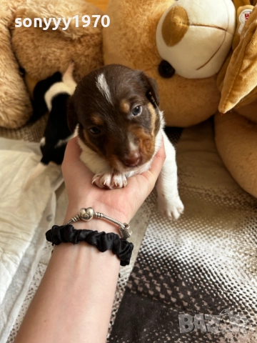 ДЖАК РЪСЕЛ 250ЛВ ЗА БРОЙ 1209250813, снимка 4 - Джак ръсел териер - 51686447