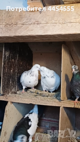 Гълъби 30 броя, снимка 9 - Гълъби - 52369901