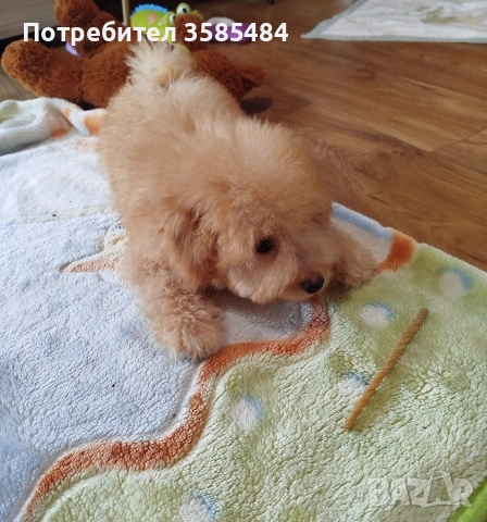 Мини пудел момченце , снимка 7 - Пудели - 54015251