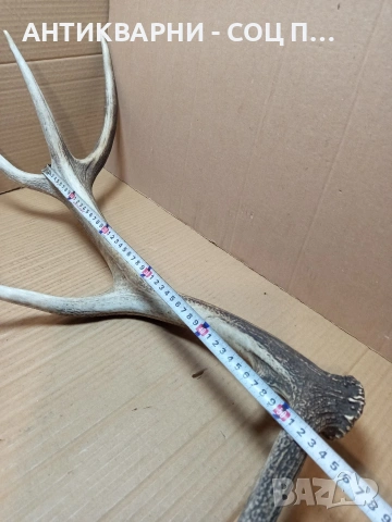 Стар Голям Еленски Рог Рога 1.350кг. НОМЕР 778., снимка 11 - Антикварни и старинни предмети - 53585209