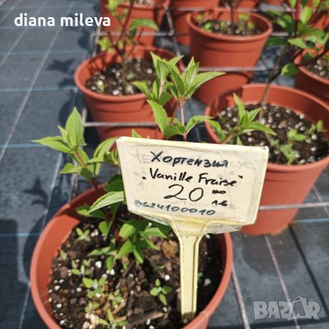 Хортензия „Vanille Fraise®“ (Hydrangea paniculata „Vanille Fraise®“), снимка 4 - Градински цветя и растения - 45936909