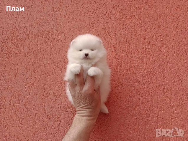 Померани.Реални снимки !, снимка 7 - Померан - 54049700