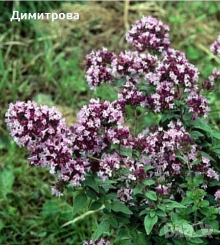 Малини целогодишни Люлин и Шопска алена - разсад, смокини, лешници, билки, подправки, цветя, снимка 7 - Градински цветя и растения - 45581798