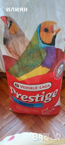 Гулдови амадини 25г.Японски , снимка 7 - Амадини - 53662690