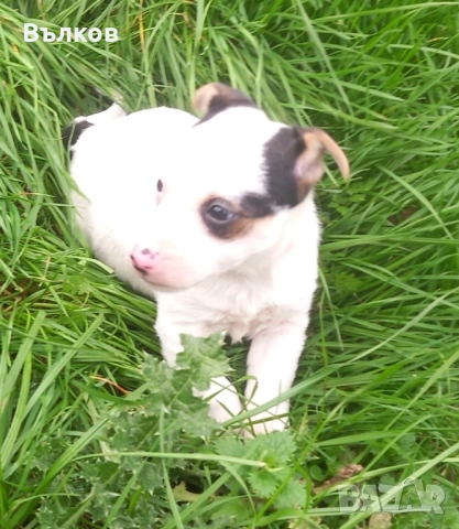 Джак-ръсел териер