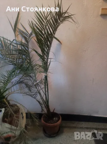 Финикова палма