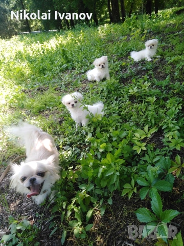 Бели мъжки пекинезчета на 75 дни , снимка 2 - Пекинез - 54176658