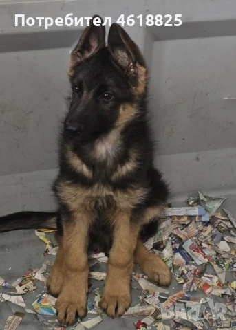 Немски овчарки Топ, снимка 5 - Немска овчарка - 53389024