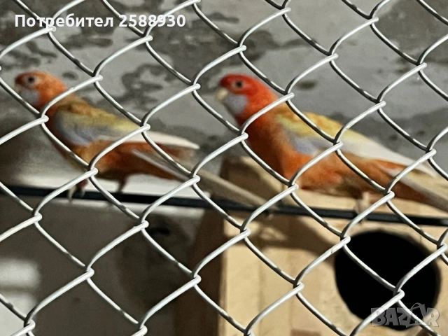 Чифтове Пенантови розели, снимка 3 - Папагали - 52016746