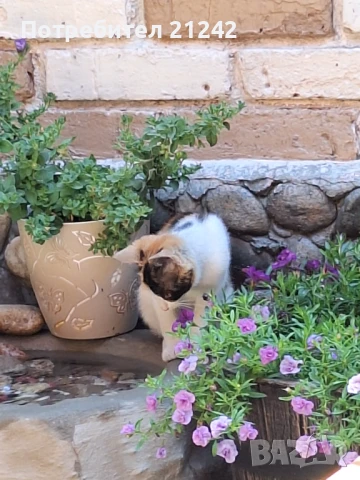Коте си търси дом, снимка 3 - Други - 50851122