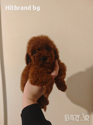 Пудел Той , снимка 9 - Пудели - 48264579