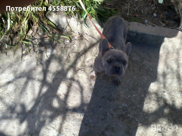 продавам френски булдог женски, снимка 6 - Френски булдог - 53394769