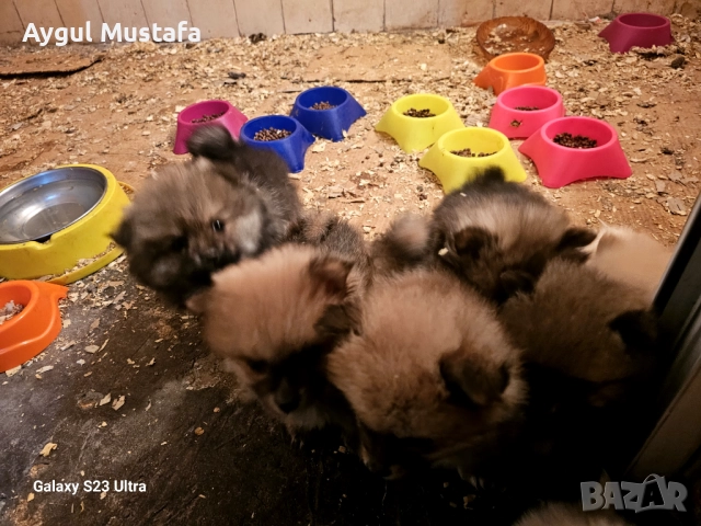 Мини шпиц померан, снимка 5 - Померан - 52773302