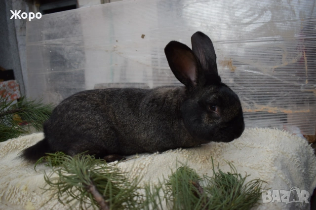 Зайци за разплод, снимка 15 - Други животни - 53611714