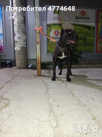 Кане корсо, снимка 16 - Кане корсо - 53966614