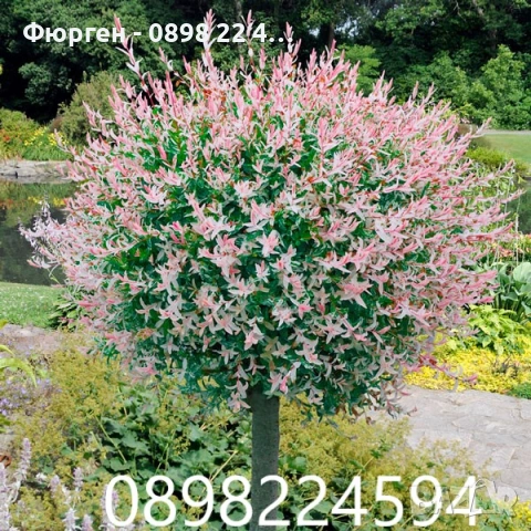 Японска върба Salix Hakuro Nishiki - Фламинго