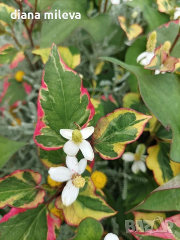 Хутиния, Houttuynia cordata, многогодишна и студоустойчива , снимка 8 - Градински цветя и растения - 54001747
