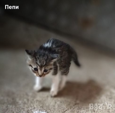 Adopt a cat Осинови коте, снимка 3 - Други - 45568361