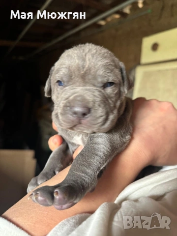 XL American Bully с родословие и сертификат, снимка 9 - Други - 53883611