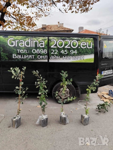 Фейхоа , Ананасова Гуава - Йодно дърно, снимка 7 - Разсади - 36743883