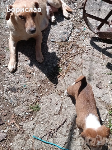 ПОДАРЯВАМ малки кученца 