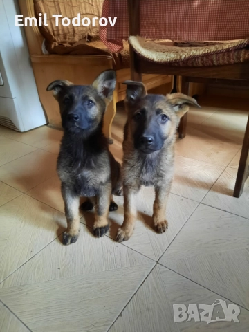 Немска овчарка -сивак, снимка 5 - Немска овчарка - 52423343