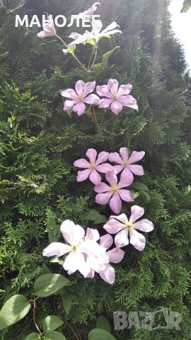 Клематис  - 2 цвята, снимка 2 - Градински цветя и растения - 45540649