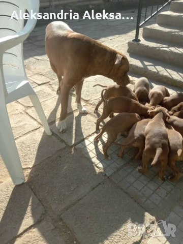 Продавам породисти питбулчета, снимка 4 - Питбул - 52281077