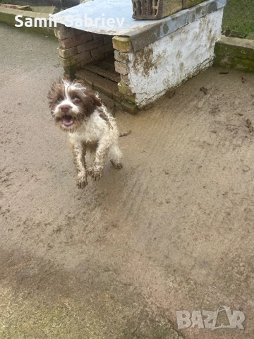 Продавам Кучета , снимка 4 - Други - 52864247