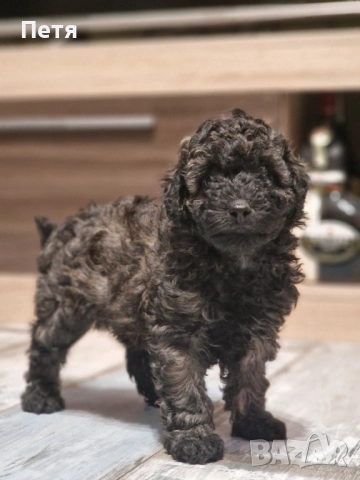 Пудел мини момче, снимка 3 - Пудели - 52651544