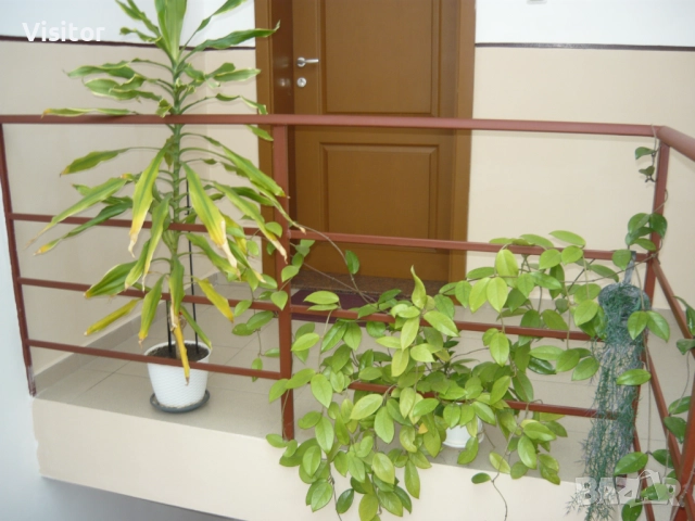 фотоапарат Panasonic LS80 - 8.1 MPx, снимка 18 - Фотоапарати - 52917913