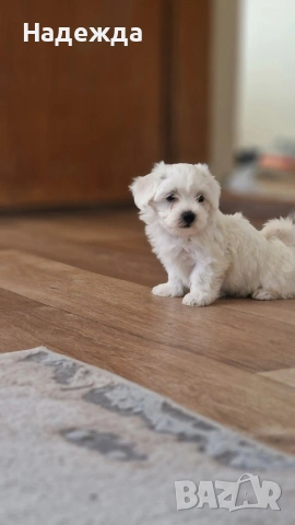 Малтийска болонка 