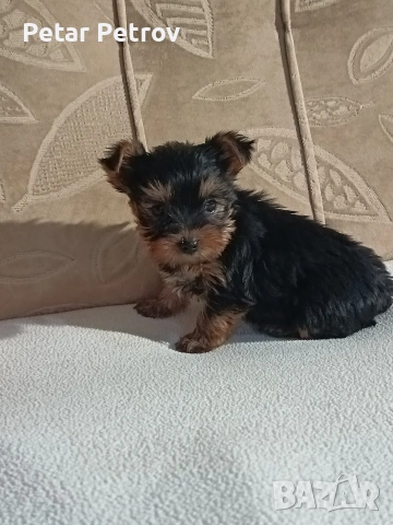 Йоркширски териер , снимка 2 - Йоркширски териер - 54063849