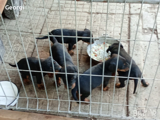 Продавам 6 бр. малки кучета ягтериери., снимка 9 - Ягдтериер - 53265603