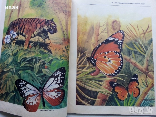 Они должны жить - Бабочки - Н.И.Кочетова - 1990г., снимка 6 - Енциклопедии, справочници - 53111027