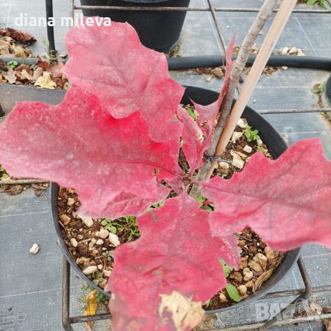 Червен американски дъб / Quercus rubra, снимка 9 - Градински цветя и растения - 42069362