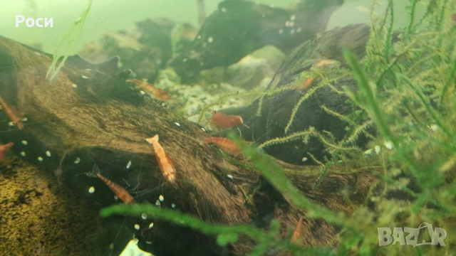 Продавам червени скариди/ ред чери/ ред сакура, снимка 8 - Рибки - 54019242