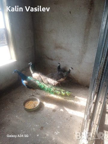 Ято пауни 4 броя