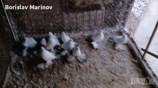 Ice pigeons, снимка 2 - Гълъби - 48388460