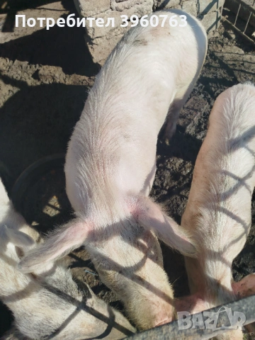 Продавам прасенца и една голяма свиня, снимка 8 - Прасета - 53938417