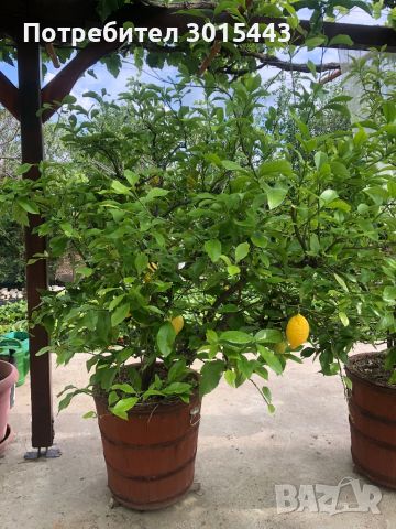 Лимонови дървета, снимка 2 - Градински цветя и растения - 42955915