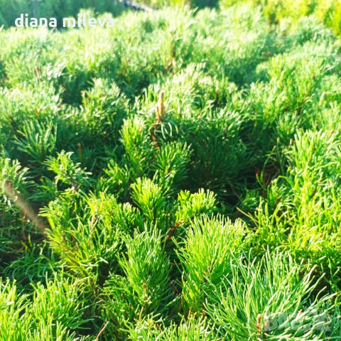  Pinus Mugo Mughus, Клек, снимка 8 - Градински цветя и растения - 40696492