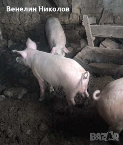 Прасета, снимка 7 - Прасета - 53504063