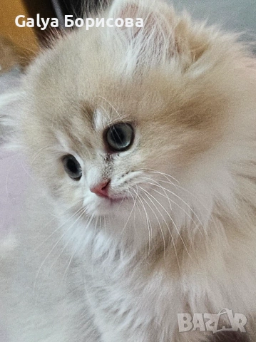 Британски родословни котенца Великденска промоция   лилаво злато 